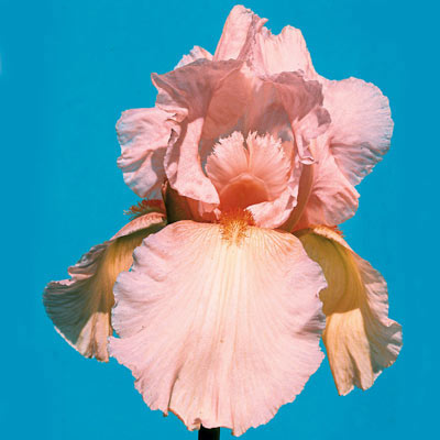 Pink Horizon Iris