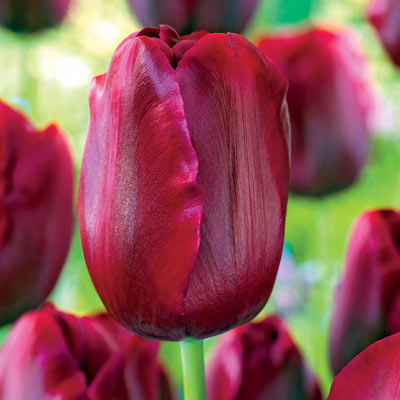Merida Tulip