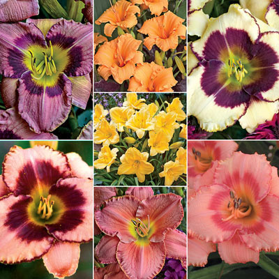 Colorful Reblooming Daylily Collection