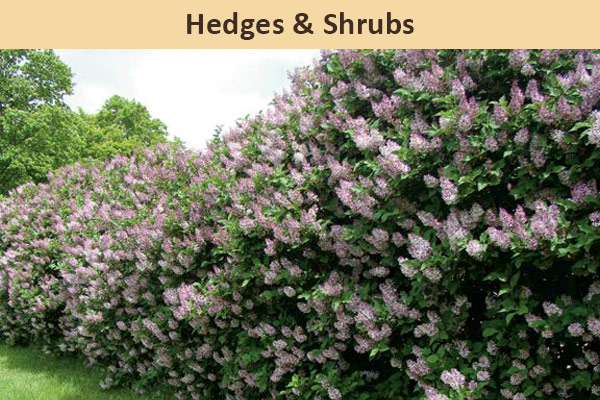 Hedges and Shrubs